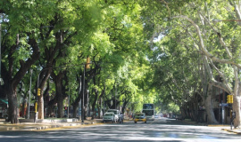 Mendoza ciudad de las árboles.