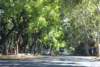 Mendoza ciudad de las &aacute;rboles.